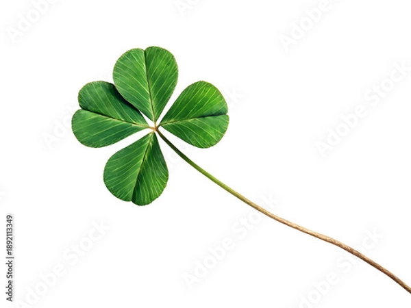 Obraz four leaf clover