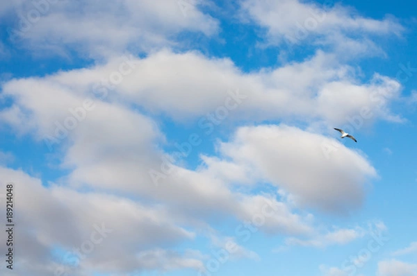 Fototapeta Clouds and Seagull
