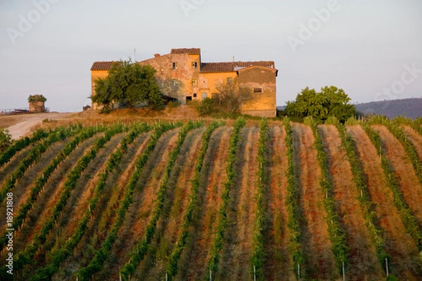 Obraz Weingut in der Toskana