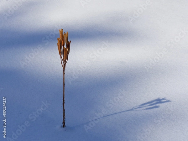 Obraz 雪原の枯れ百合