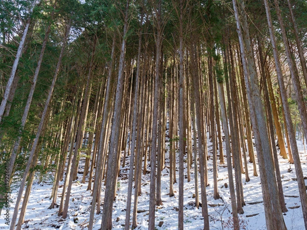 Obraz 冬の人工林