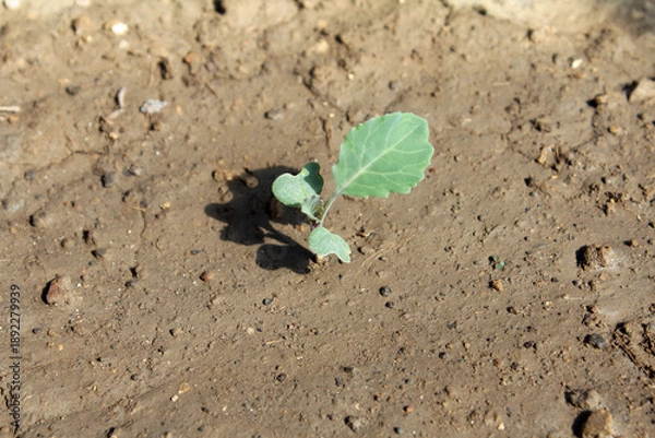 Obraz キャベツの芽