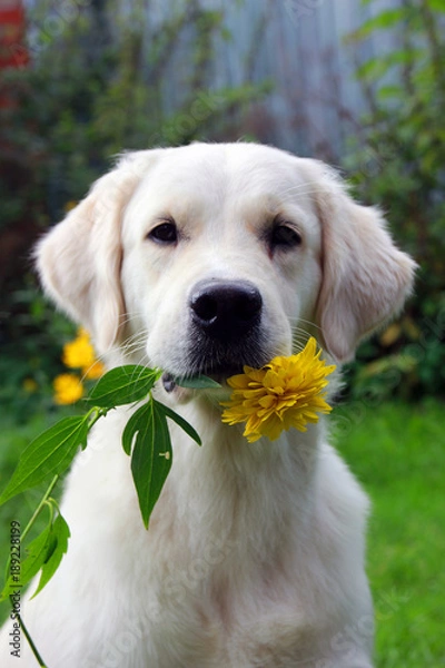 Obraz pedigree white dog Golden Retriever with yellow flower rudbeckia in hish teeth