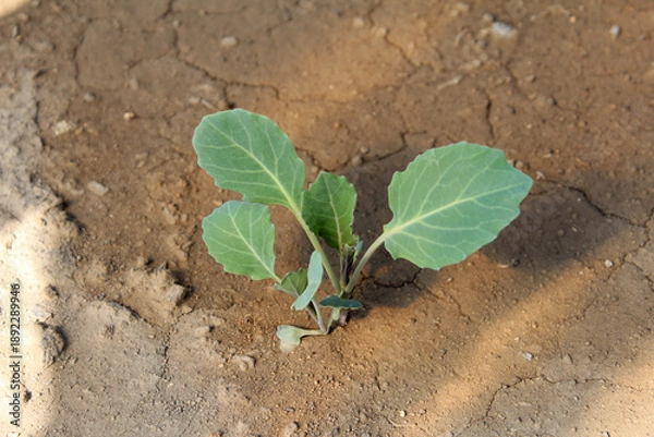 Obraz キャベツの芽