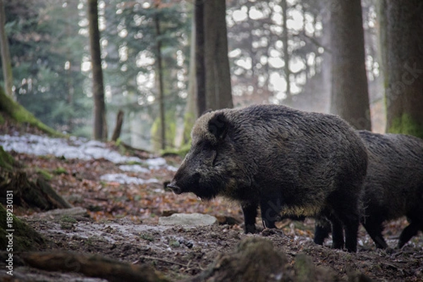 Fototapeta Portrait of Wild Boar in forest. Bavarian Forest National Park.