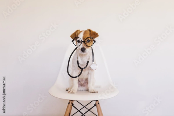 Obraz Portrait of a cute young small dog sitting on a white modern chair. Wearing stethoscope and glasses. He looks like a doctor or a vet. Home, indoors or studio. White background.