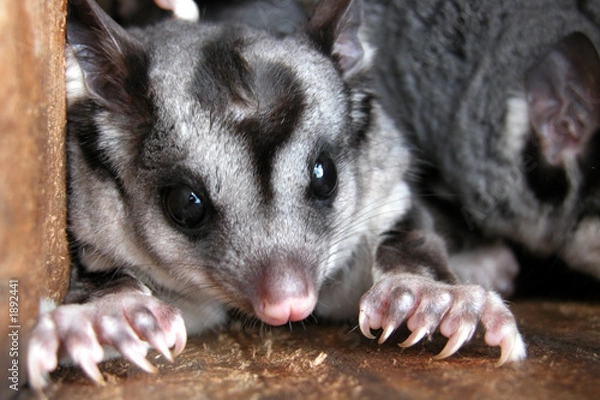 Obraz squirrel gliders in nest box