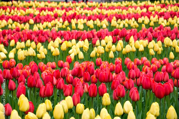 Fototapeta Colorful red and yellow tulips in spring.