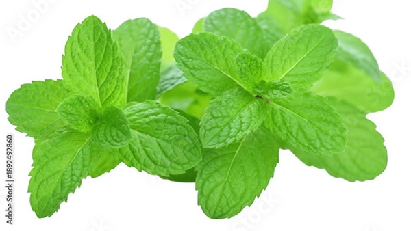 Obraz fresh mint isolated on white background