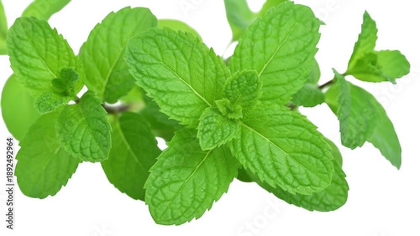 Obraz fresh mint isolated on white background