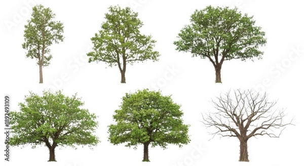 Obraz green tree isolated on white