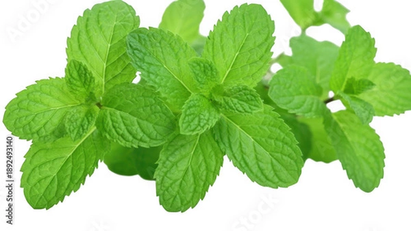 Obraz fresh mint isolated on white background