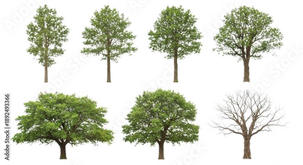 Obraz green tree isolated on white