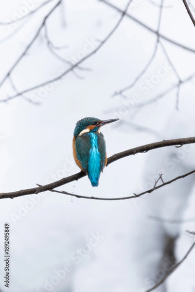 Obraz Kingfisher (Alcedo atthis) sitting