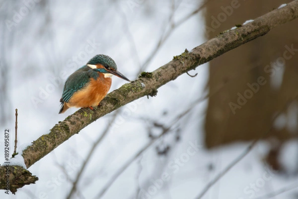 Obraz Kingfisher (Alcedo atthis) sitting