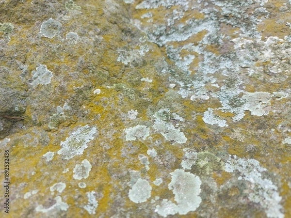 Obraz lichen on stone