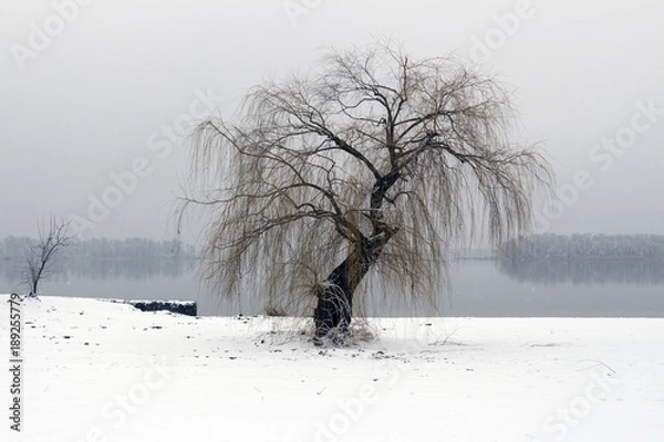 Obraz Lonely willow on the river bank in winter