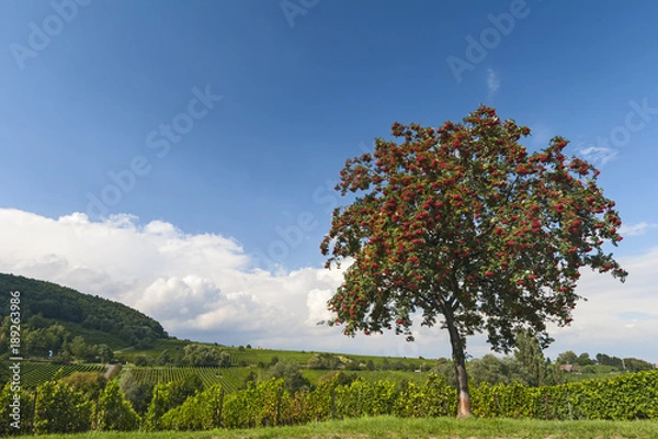 Obraz Jarzębina, jarzębina, jarzębina (Sorbus aucuparia) z czerwonymi jagodami,