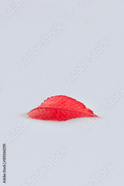 Obraz Red Leaf in the Snow