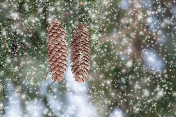 Obraz Pinecones Hang from an Evergreen Tree during a Snowfall