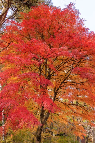 Obraz 日本の秋の赤く染まった美しい紅葉