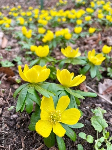 Obraz yellow flowers