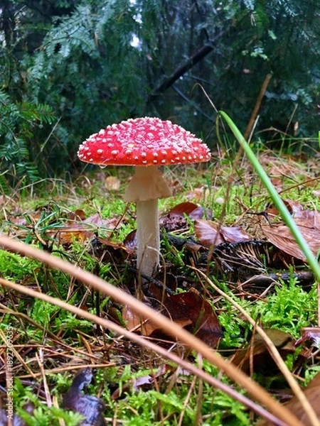 Obraz fly agaric mushroom