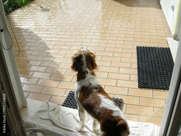 Fototapeta Spaniel breton