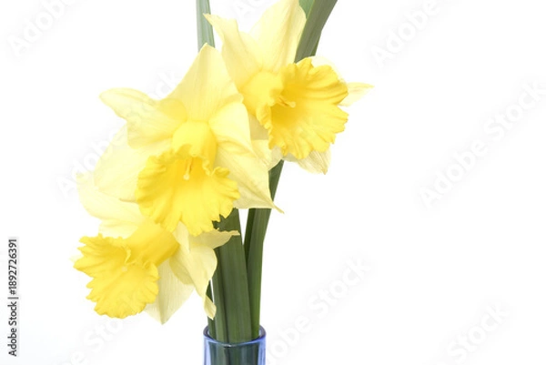 Obraz Daffodils on a white background
