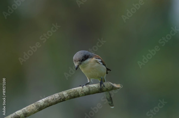 Fototapeta Burmese Shrike female perching on a branch