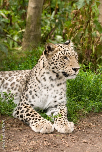 Obraz Persian Leopard