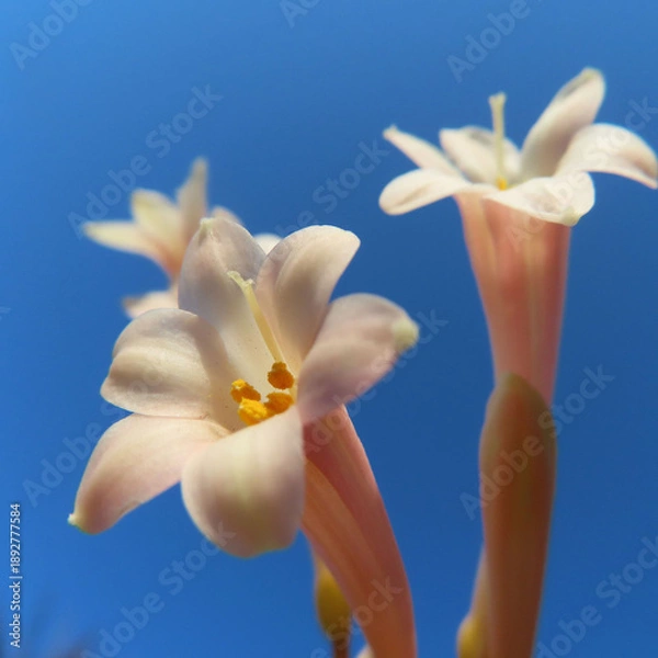 Obraz 日本で冬にキルタンサスがピンク色の花を咲かせています