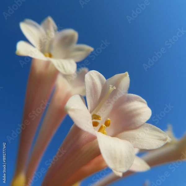 Obraz 日本で冬にキルタンサスがピンク色の花を咲かせています