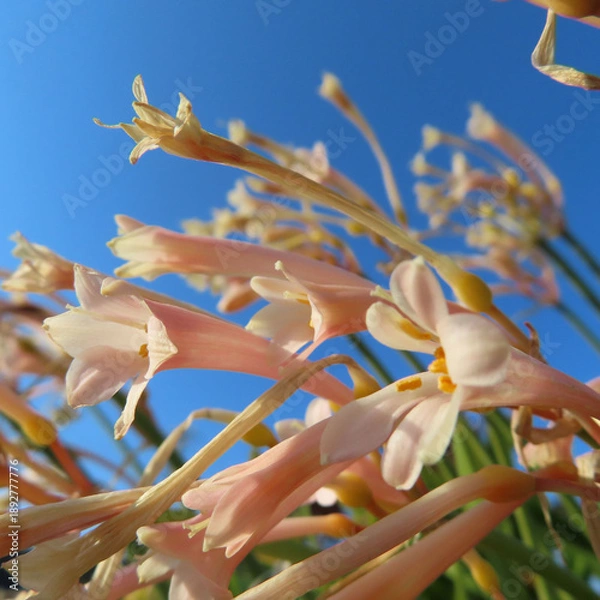 Obraz 日本で冬にキルタンサスがピンク色の花を咲かせています