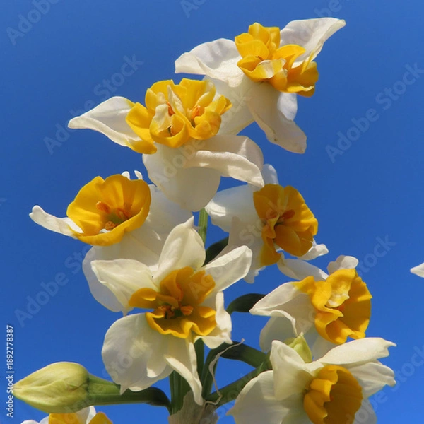 Obraz 日本で冬にスイセンが白い花を咲かせています