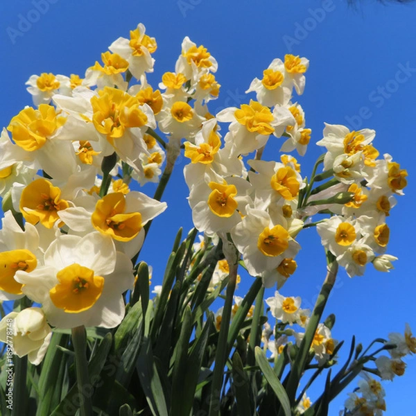 Obraz 日本で冬にスイセンが白い花を咲かせています