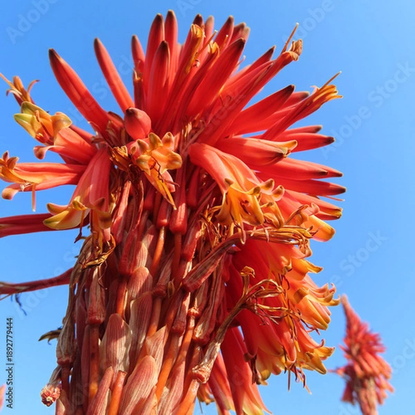 Obraz 日本で冬にアロエがオレンジ色の花を咲かせています