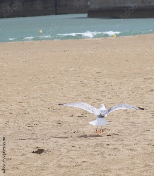 Obraz seagull flying on the beach