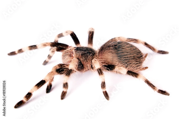 Obraz Spider isolated on white background.