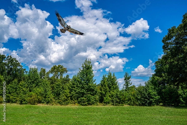 Obraz Eagle in Flight over the Forest