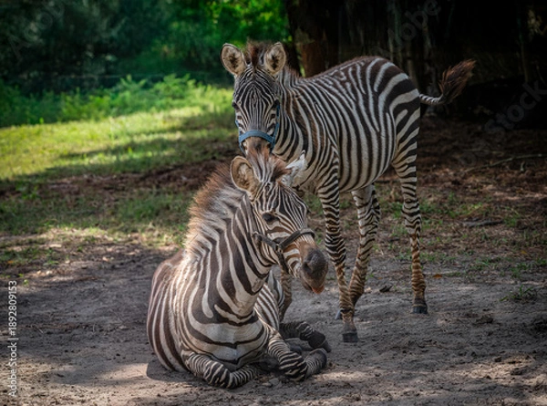 Obraz Zebras In The Field