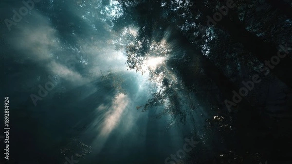Obraz Sunlight Through Forest Canopy
