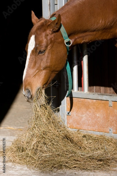 Obraz Pferd - Stroh vor Box