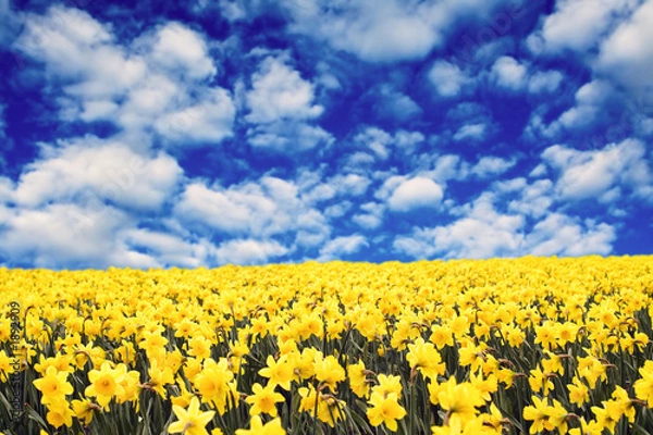 Fototapeta Żółte żonkile