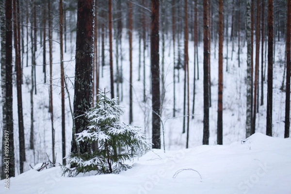Fototapeta зимний лес