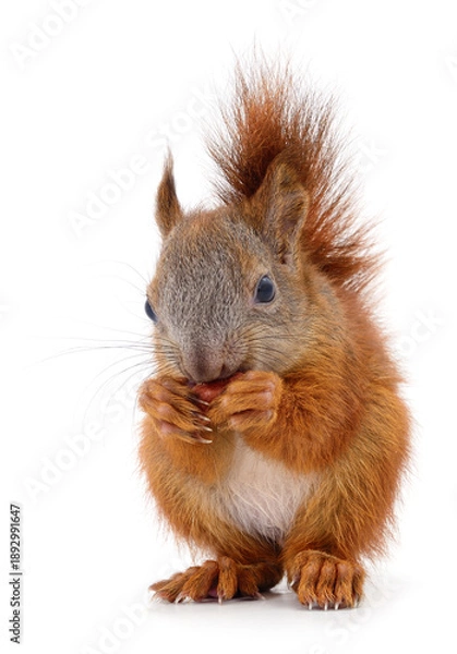 Obraz Eurasian red squirrel eating nut isolated on white background