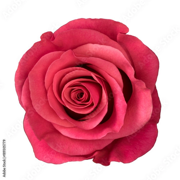 Fototapeta Pink rose isolated on white background.