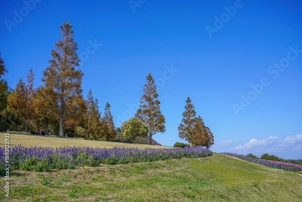 Obraz 秋晴れの公園に広がるメタセコイアの紅葉とブルーサルビアの花畑
