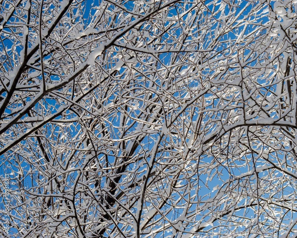 Fototapeta tree branches covered with snow against the blue sky.