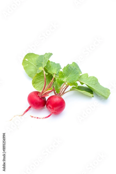 Obraz ラディッシュ、野菜、根菜、赤い、新鮮
